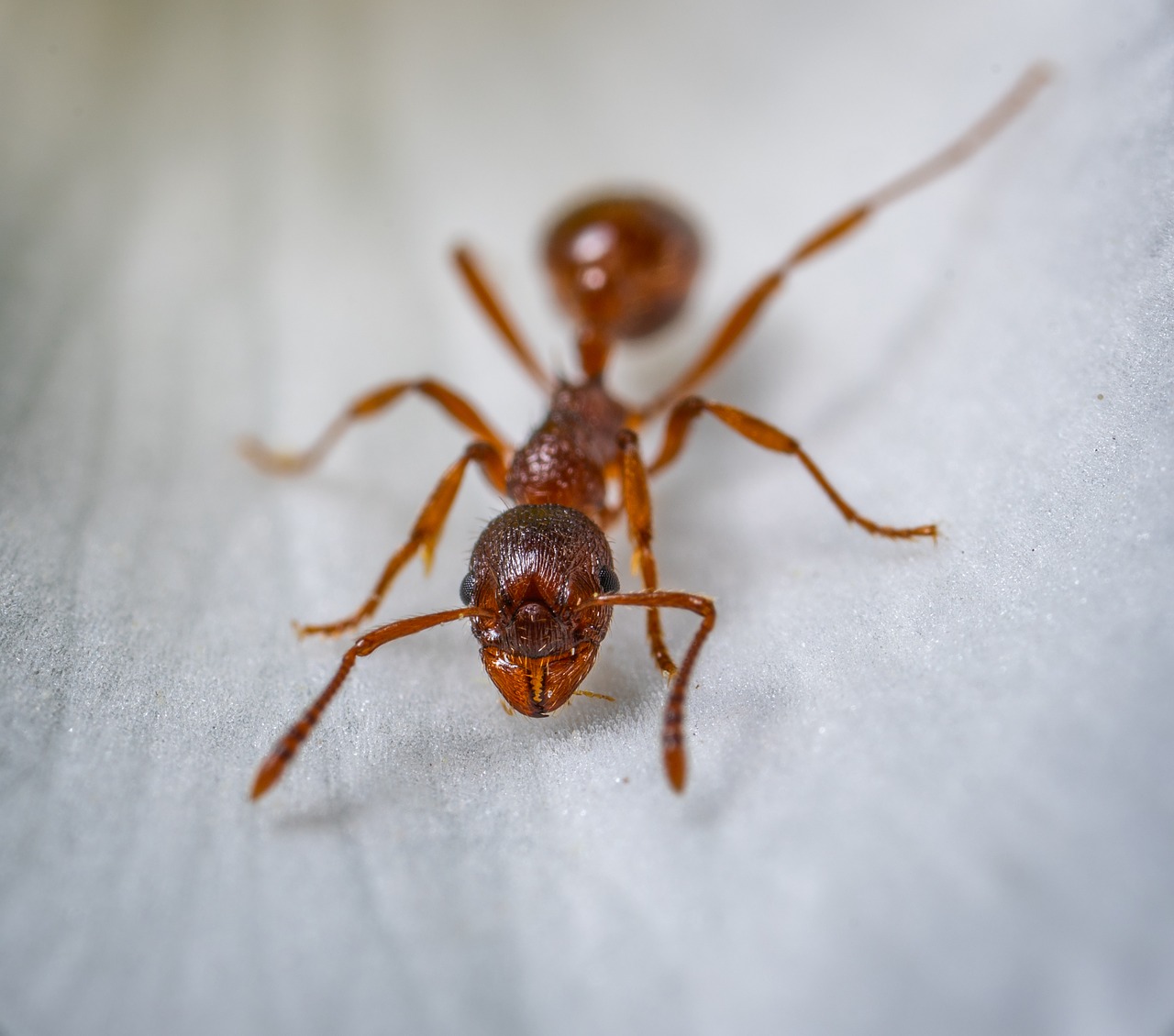Ants pest control